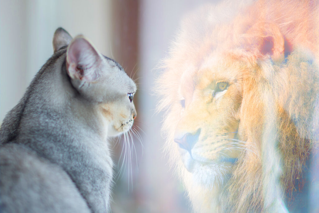 Cat,Looking,At,Mirror,And,Sees,Itself,As,A,Lion.
